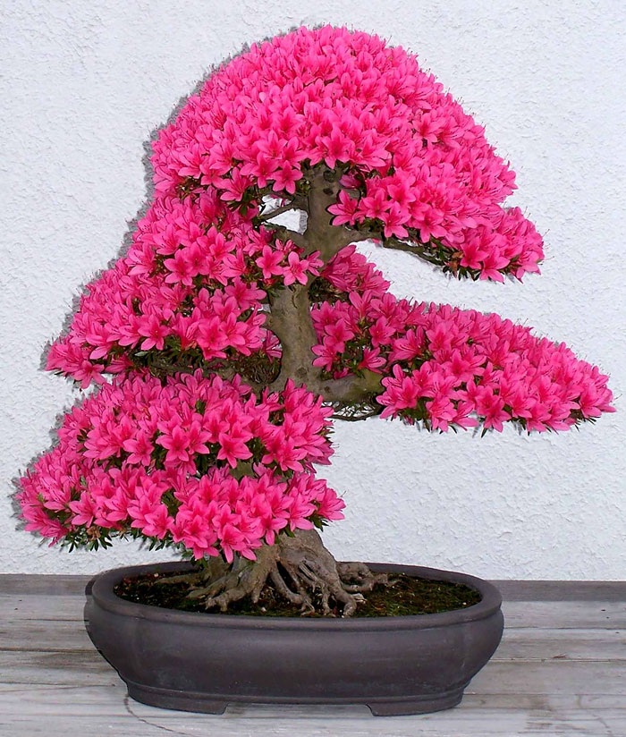 Những cây bonsai đẹp nhất mọi thời đại | Báo Dân trí