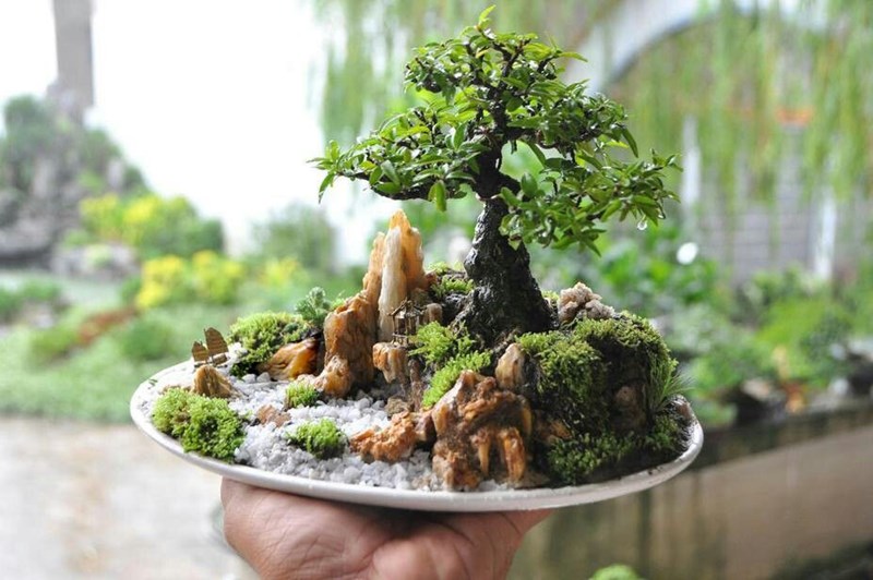 Tiểu cảnh bonsai: Góc thiên nhiên thu nhỏ trong căn nhà | YeuBonsai.vn