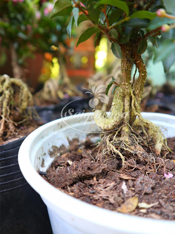 Cây Hồng Ngọc Mai Bonsai – Đặc Điểm, Công Dụng và Cách Chăm Sóc