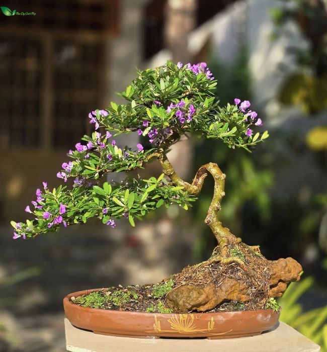 Cây bonsai ôm đá : Biểu tượng của sự kiên trì và trường thọ