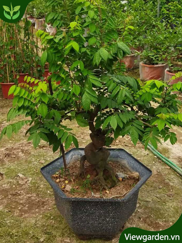 Cây khế bonsai loại nhỏ trồng trong chậu nhựa đẹp và đẳng cấp