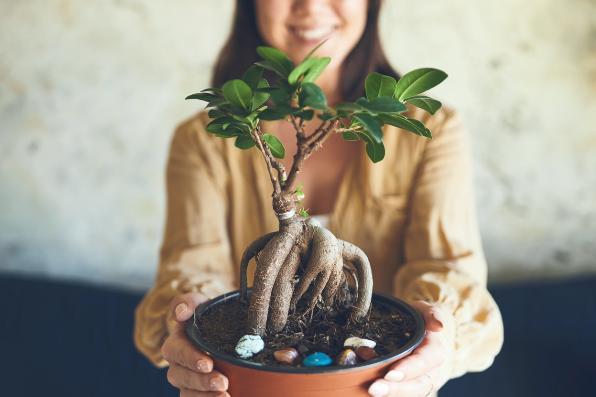 11 Types of Bonsai Trees That Are Best for Beginners | How to Shop for  Bonsai