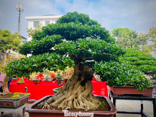 Dàn bonsai độc lạ, giá lên đến 500 triệu đồng ở Quảng Ngãi | Báo điện tử  Tiền Phong