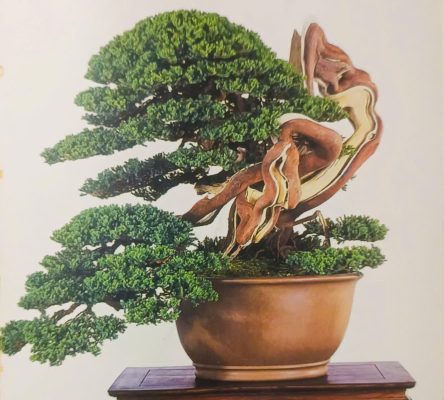 Chọn phôi bonsai đúng cách: Bài học từ những nghệ nhân hàng đầu