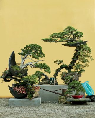 The Ever-Evolving Art of Bonsai - The New York Times