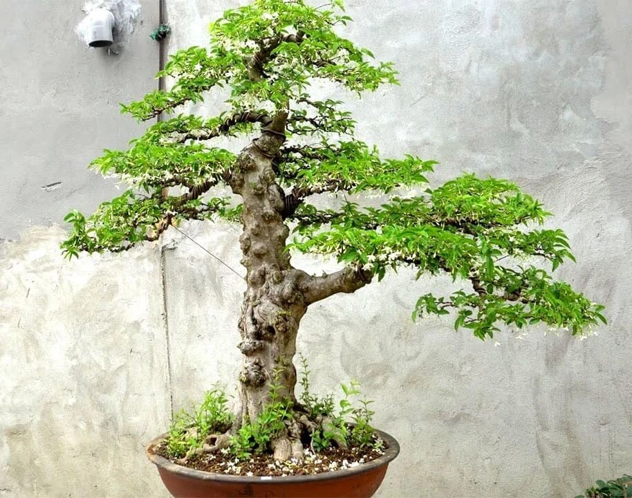 6 cây bonsai để bàn đẹp mang phong thủy tài lộc