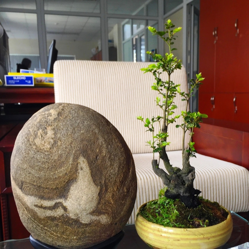 Tổng hợp các mẫu cây tùng đen bonsai đẹp trồng tại nhà