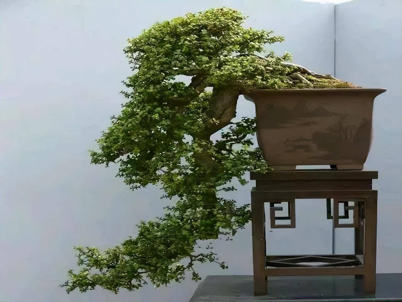5 cây cảnh bonsai tuyệt đẹp, càng già càng đắt, trồng một chậu ở phòng khách thơm cả 10 năm