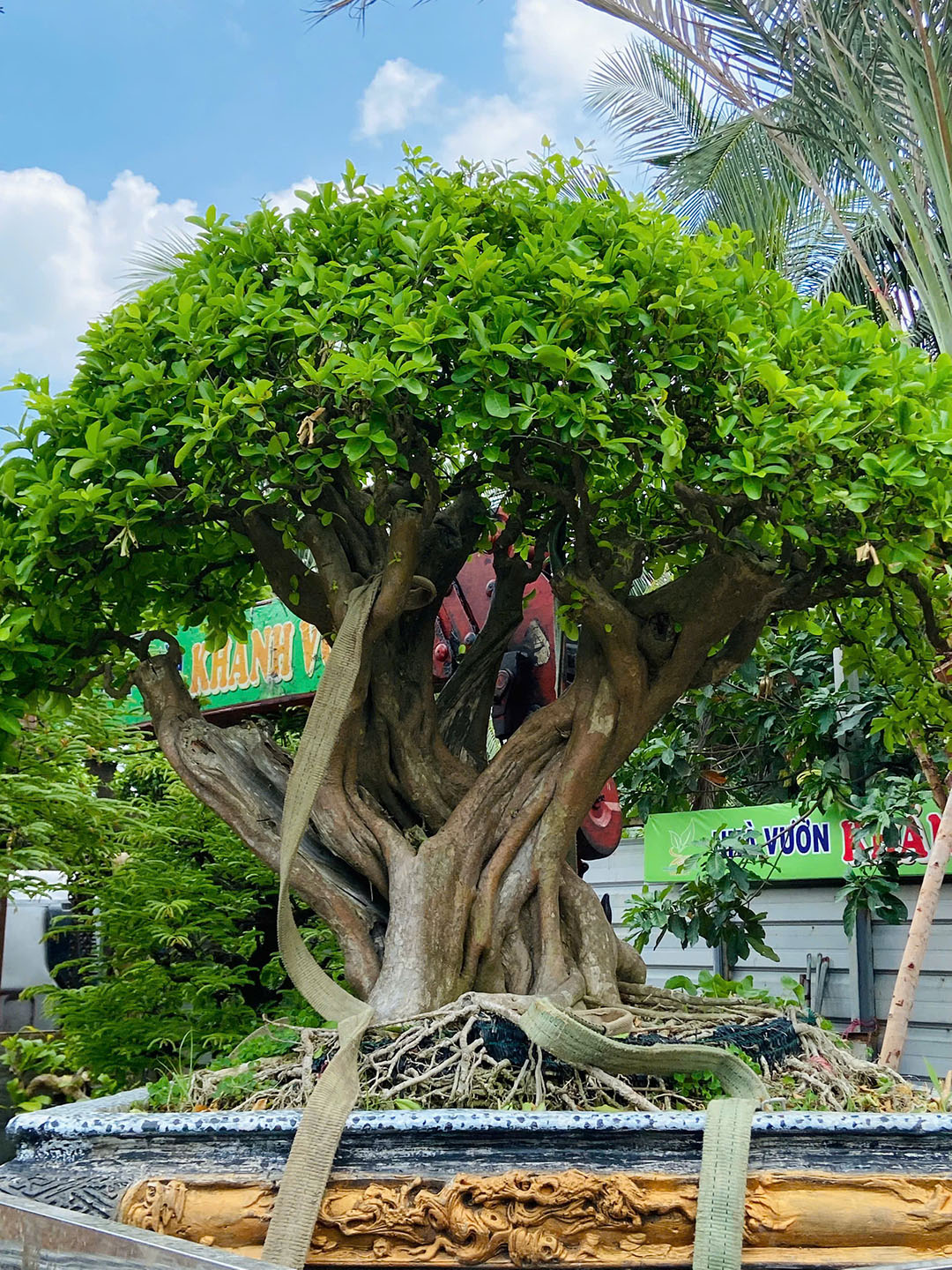 Cây Bonsai Đủ Loại – Tuyển Chọn Cây Cảnh Bonsai Đẹp, Giá Tốt Tại Nhà Vườn Khánh Võ - Nhà Vườn Khánh Võ cây cảnh, cây giống nhập ngoại, giao hàng toàn quốc