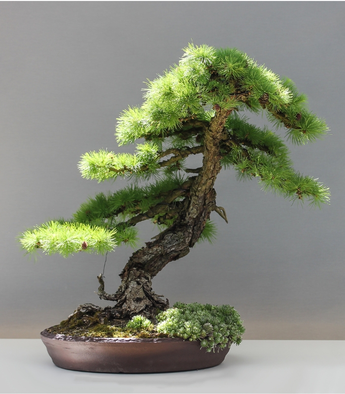 Bonsai là gì? Tìm hiểu chi tiết về nghệ thuật cây cảnh bonsai