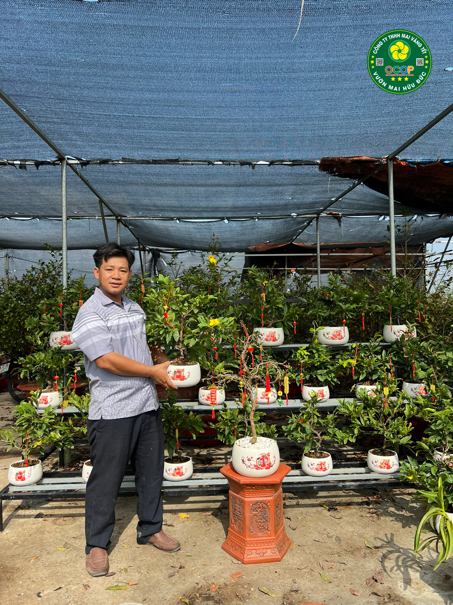 Tìm hiểu về Cây Mai Bonsai