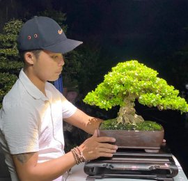 Tìm Hiểu Về Cây Nhót Bonsai Cách Chăm Sóc Và Lợi Ích
