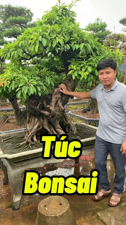 Tìm Hiểu Cây Túc Bonsai Đặc Điểm Và Cách Chăm Sóc