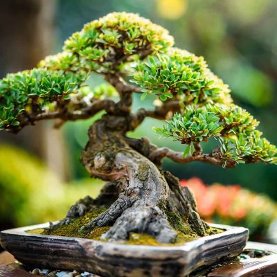 ProviPlant Bonsai Fertilizer: For indoor &amp; outdoor bonsai trees
