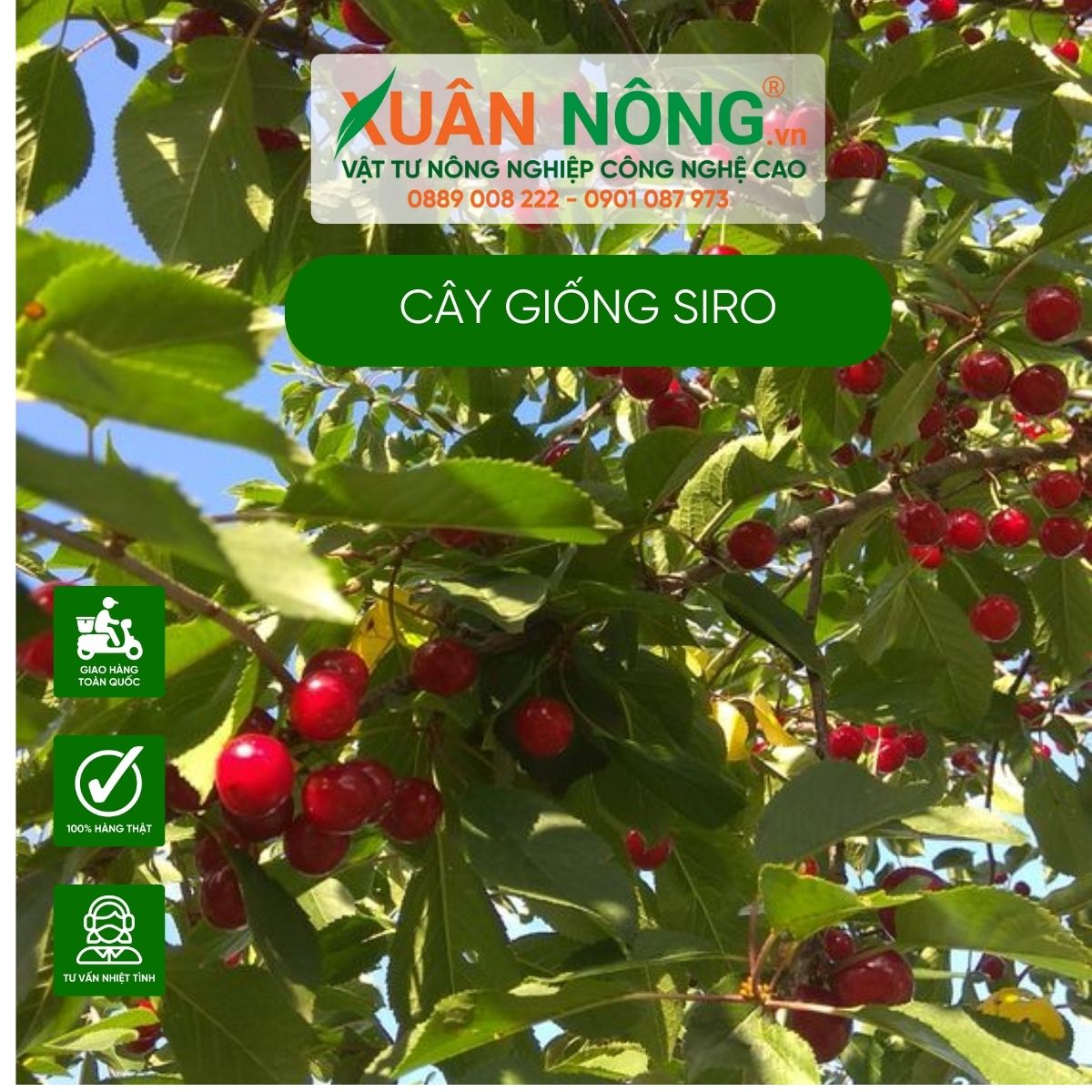 Tìm hiểu về cây siro bonsai