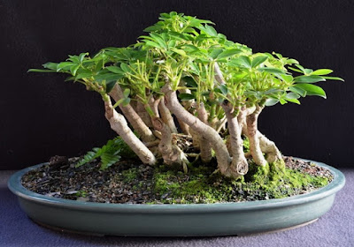 Cây Ngũ Gia Bì Bonsai: Tạo Điểm Nhấn Tự Nhiên Cho Không Gian