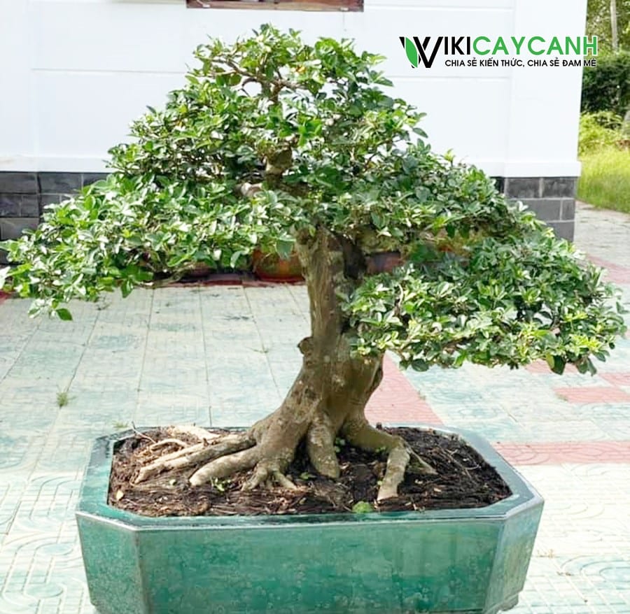 Cây Kim Quýt Bonsai: Ý Nghĩa, Cách Trồng và Chăm Sóc