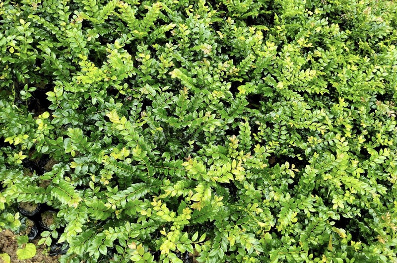 Cây Tùng Đen Bonsai: Đặc Điểm, Ý Nghĩa và Cách Chăm Sóc