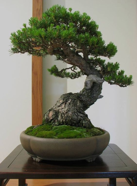 Cây Tùng Đen Bonsai: Đặc Điểm, Ý Nghĩa và Cách Chăm Sóc