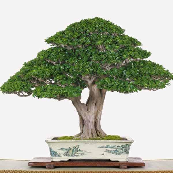 Tài liệu tạo các thế cây cảnh Bonsai độc đáo