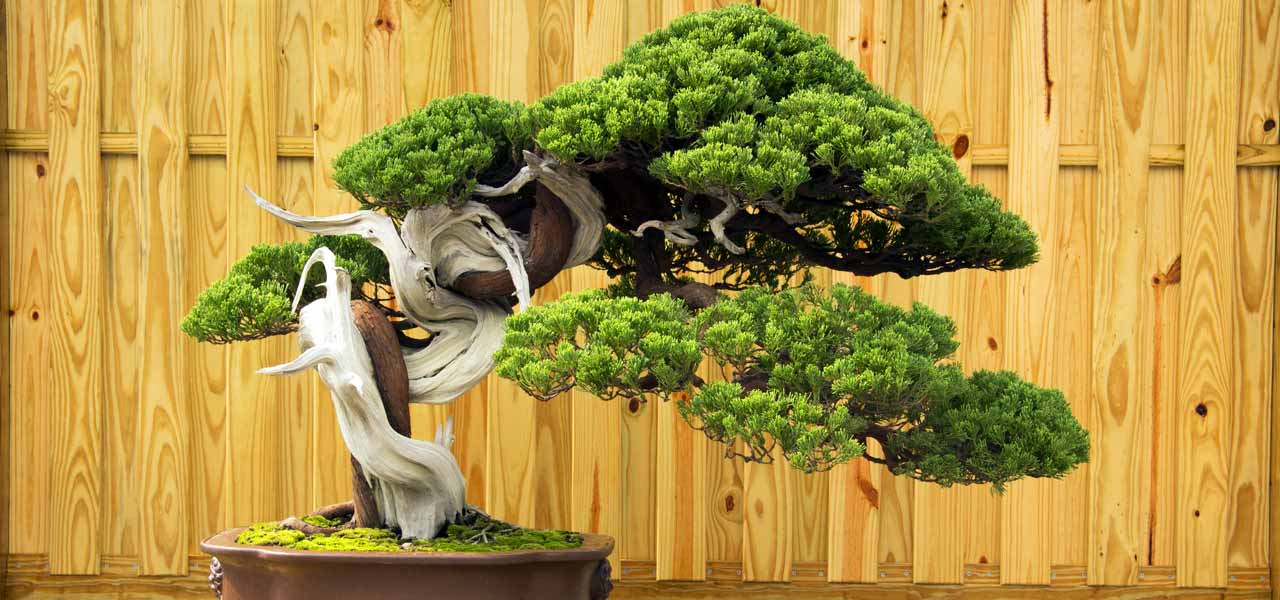 Tanuki Bonsai - Bonsai Tree (Pty) Ltd.
