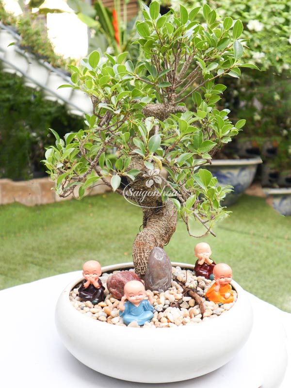 Chậu Cây Si Bonsai Tiểu Cảnh - Shop Hoa Tươi