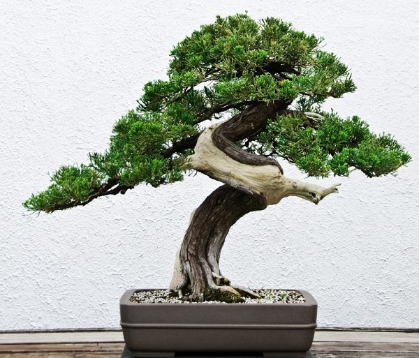 Chăm sóc cây cảnh bonsai giá rẻ - Vinaxanh