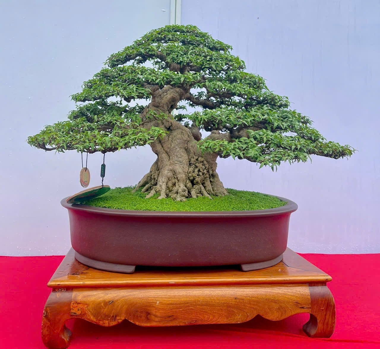 Mai Chiếu Thủy: Từ tinh hoa nghệ thuật bonsai đến tiềm năng kinh tế bền vững