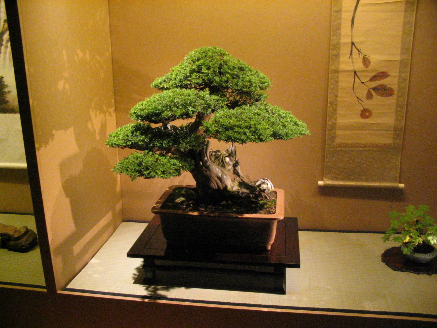 File:Bonsai IMG 6412.jpg - Wikimedia Commons