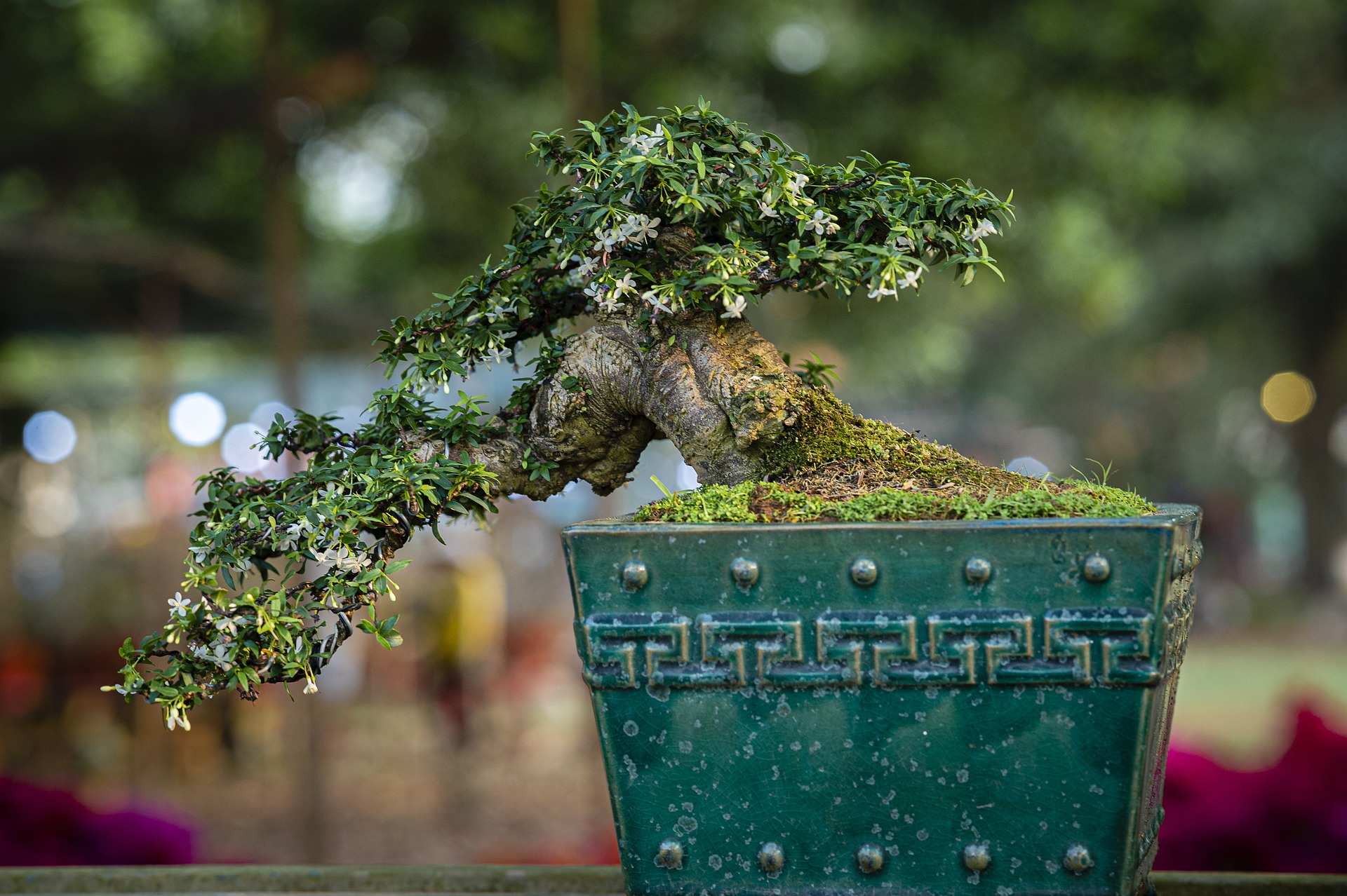 Lịch sử và nguồn gốc của Bonsai