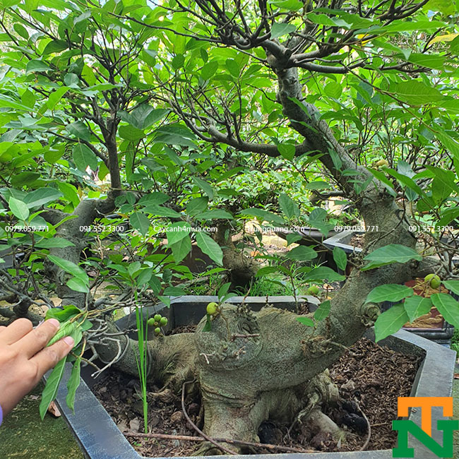 Cây sung bonsai - Chuyên bán bonsai tại Vườn Tinh Mộc