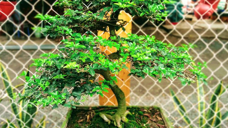 Cây Quýt Rừng Bonsai: Đặc Điểm, Cách Trồng và Chăm Sóc