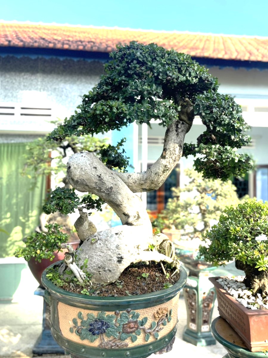 Cây Duối Bonsai Đẹp - Vườn Tinh Mộc