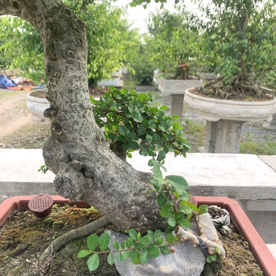 Cây Duối Bonsai Đẹp - Vườn Tinh Mộc