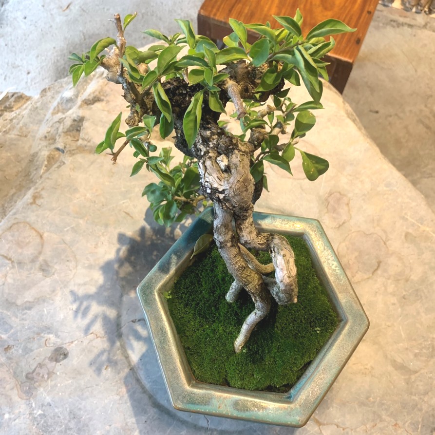 Cây Hoa Sữa Bonsai: Tạo Điểm Nhấn Cho Không Gian Sống