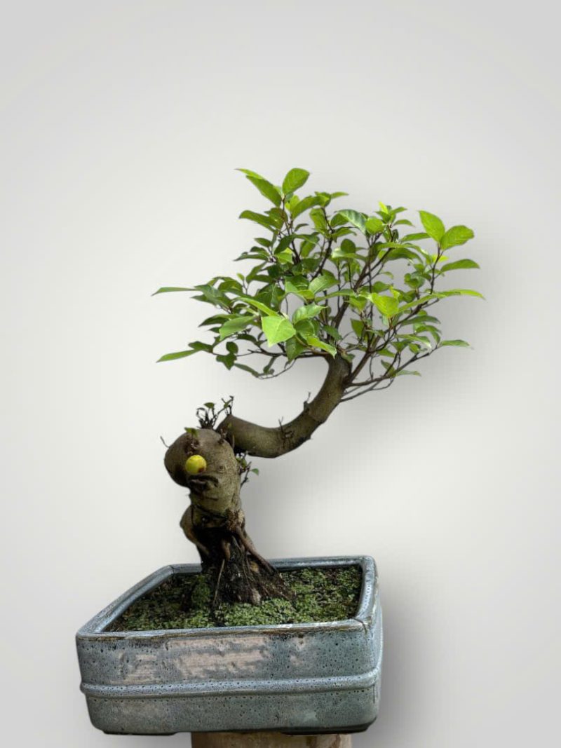 Z5981121354203 1180c38f84731ef233be538abea4e27a